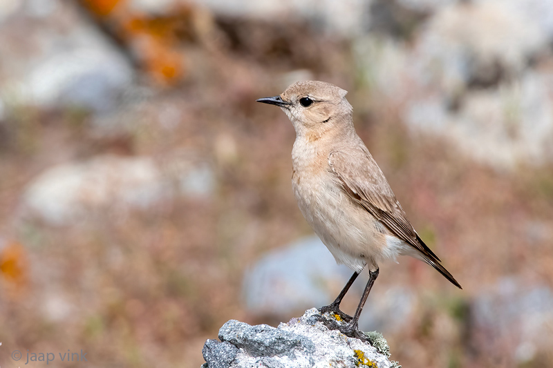 Isabelline Wheatear - Izabeltapuit - Oenanthe isabellina