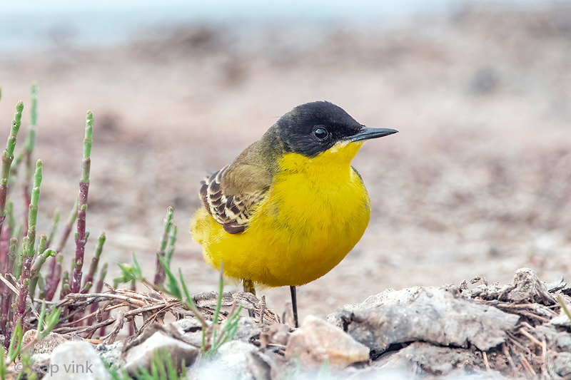 Black-headed (yellow) wagtail - Balkan Gele Kwikstaart - Motacilla (flava) feldegg