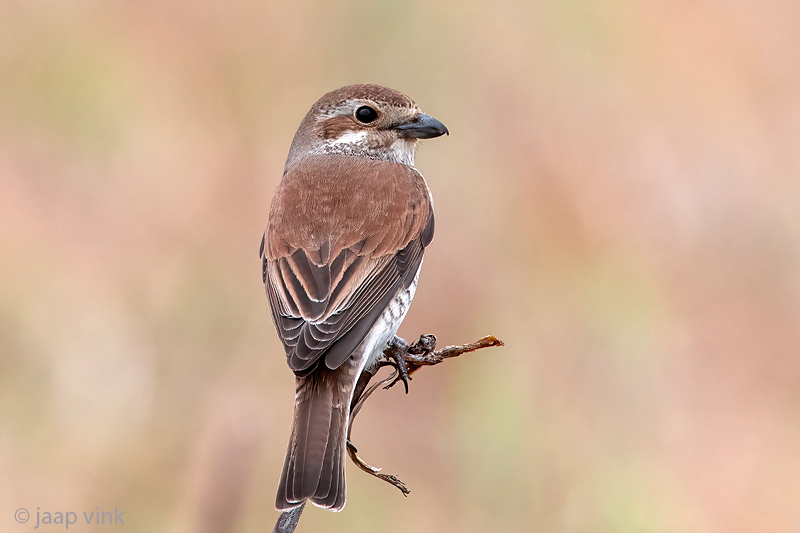 Red-backed Shrike - Grauwe Klauwier - Lanius collurio