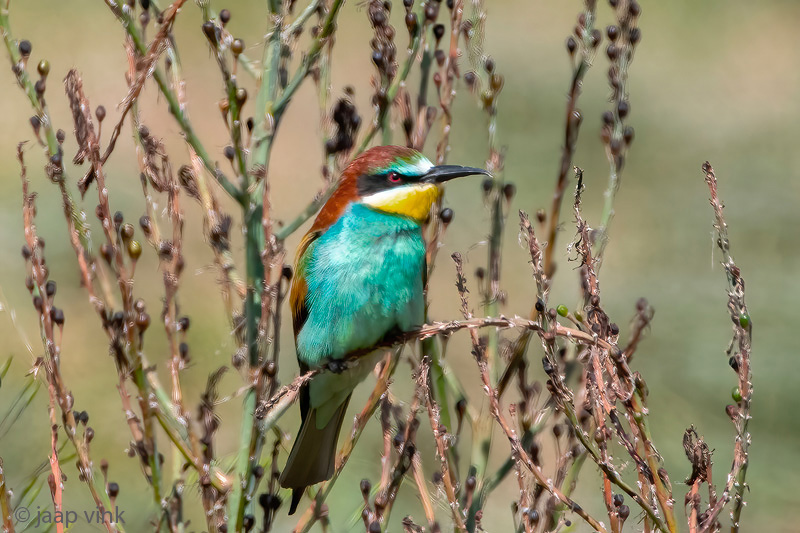 European Bee-eater - Bijeneter - Merops apiaster