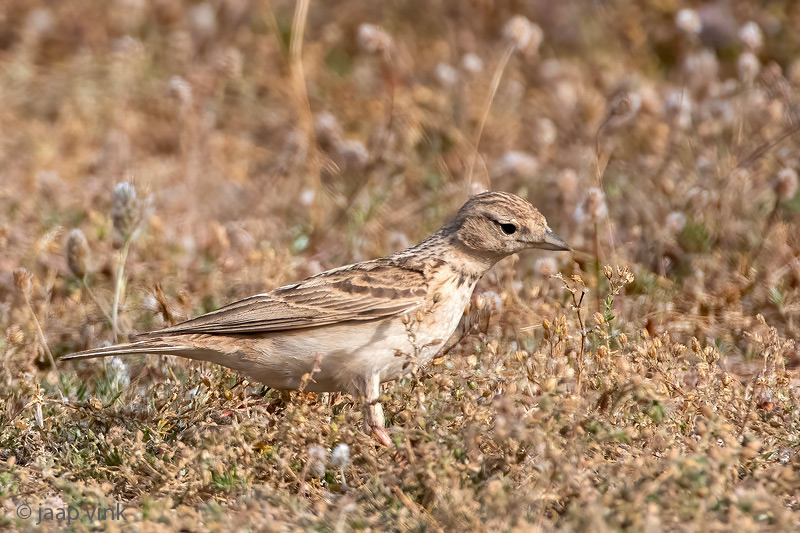 Greater Short-toed Lark - Kortteenleeuwerik - Calandrella brachydactyla