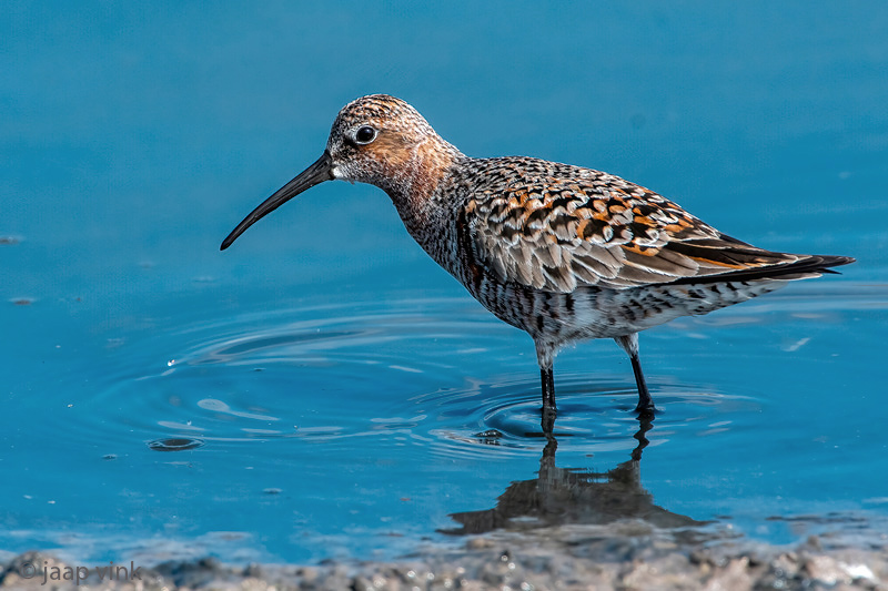 Curlew Sandpiper - Krombekstrandloper - Calidris ferruginea