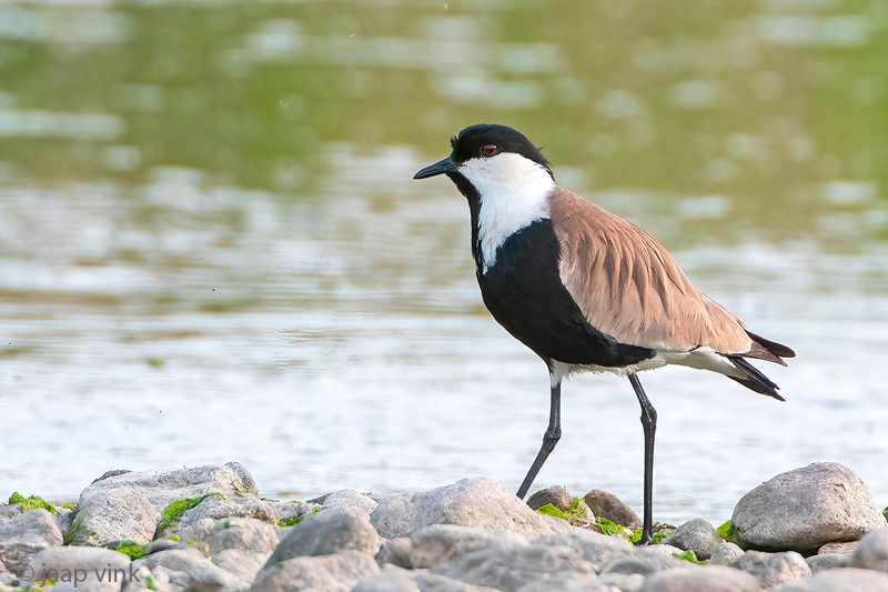 Spur-winged Plover - Sporenkievit - Vanellus spinosus