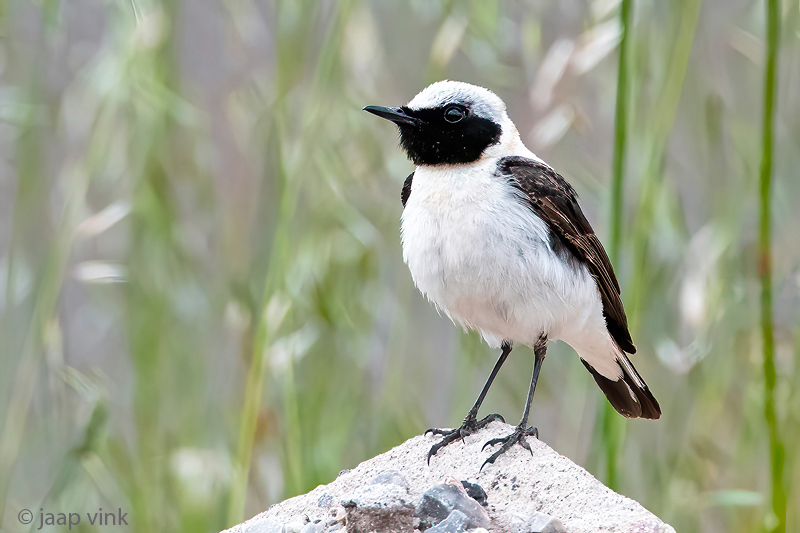 Eastern Black-eared Wheatear - Oostelijke Blonde Tapuit - Oenanthe melanoleuca