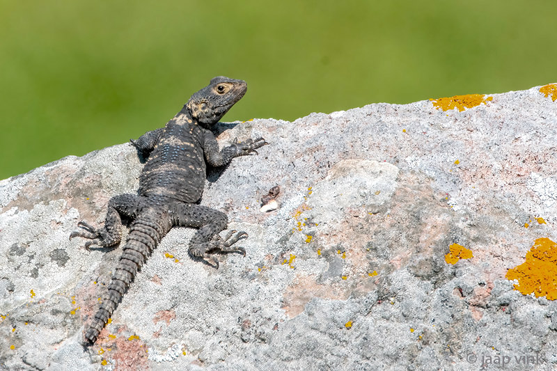 Rough-tailed Rock Agama - Hardoen - Stellagama stellio
