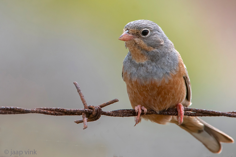 Cretzschmars Bunting - Bruinkeelortolaan - Emberiza caesia