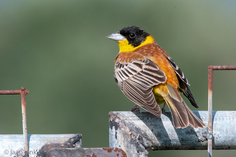 Black-headed Bunting - Zwartkopgors - Emberiza melanocephala