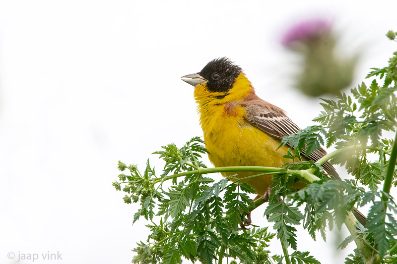 Black-headed Bunting - Zwartkopgors - Emberiza melanocephala