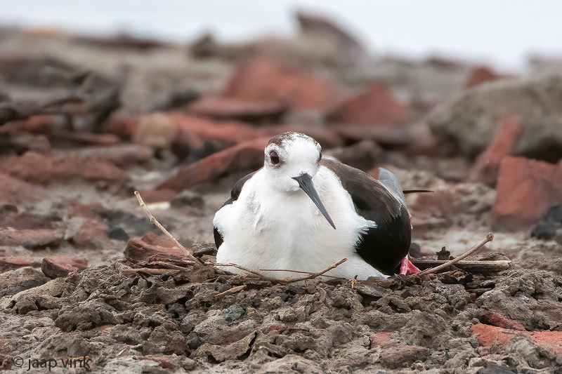 Black-winged Stilt - Steltkluut - Himantopus himantopus