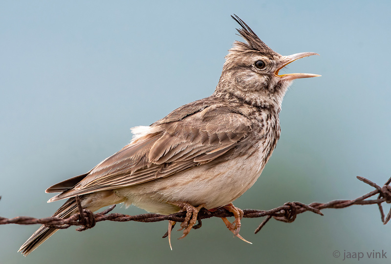 Crested Lark - Kuifleeuwerik - Galerida cristata