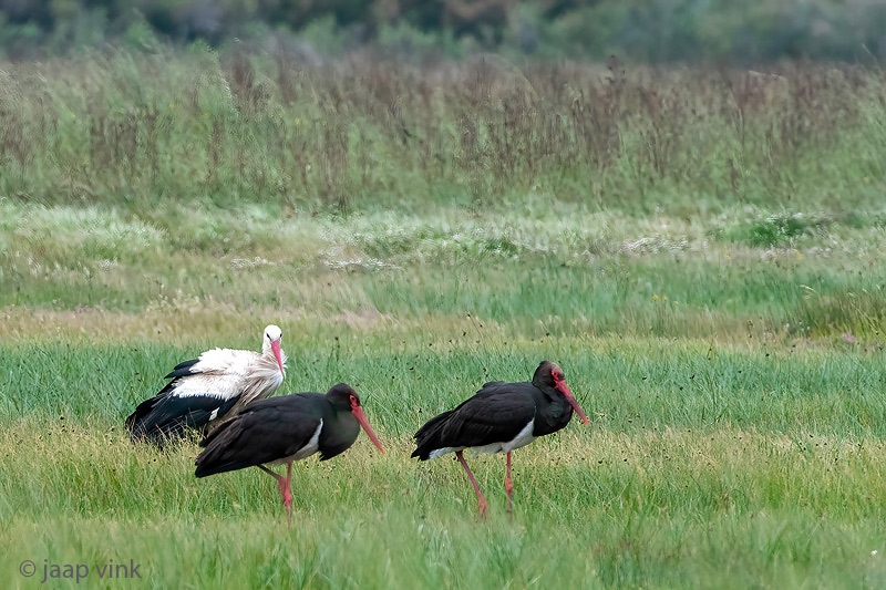 Black and White Storks - Zwarte en Witte Ooievaars