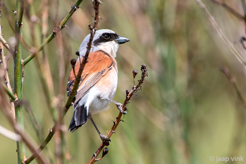 Red-backed Shrike - Grauwe Klauwier - Lanius collurio