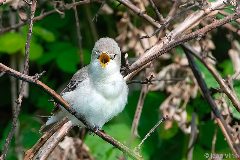 Eastern  Olivaceous Warbler - Oostelijke Vale Spotvogel - Iduna pallida