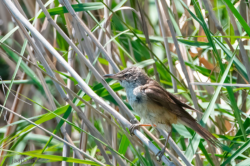 Great Reed Warbler - Grote Karekiet - Acrocephalus arundinaceus