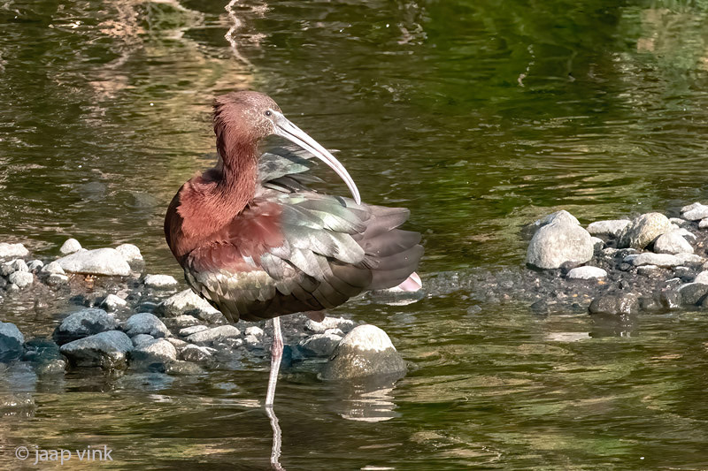 Glossy Ibis - Zwarte Ibis - Plegadis falcinellus
