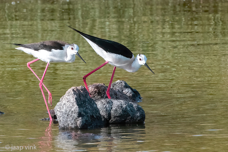Black-winged Stilt - Steltkluut - Himantopus himantopus