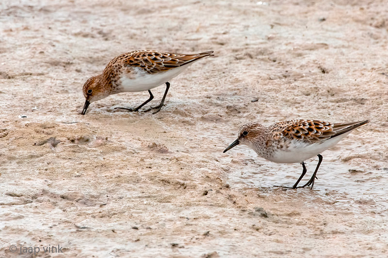 Little Stint - Kleine Strandloper - Calidris minuta
