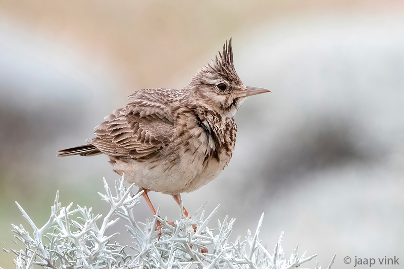 Crested Lark - Kuifleeuwerik - Galerida cristata