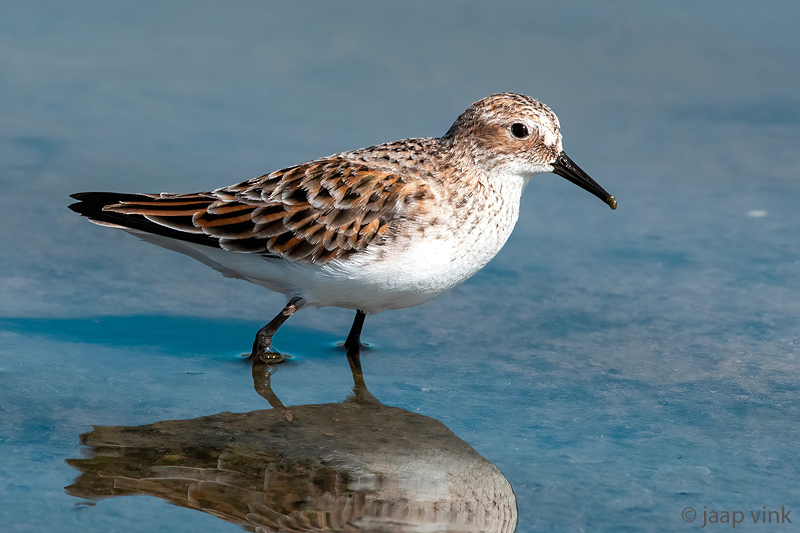 Little Stint - Kleine Strandloper - Calidris minuta