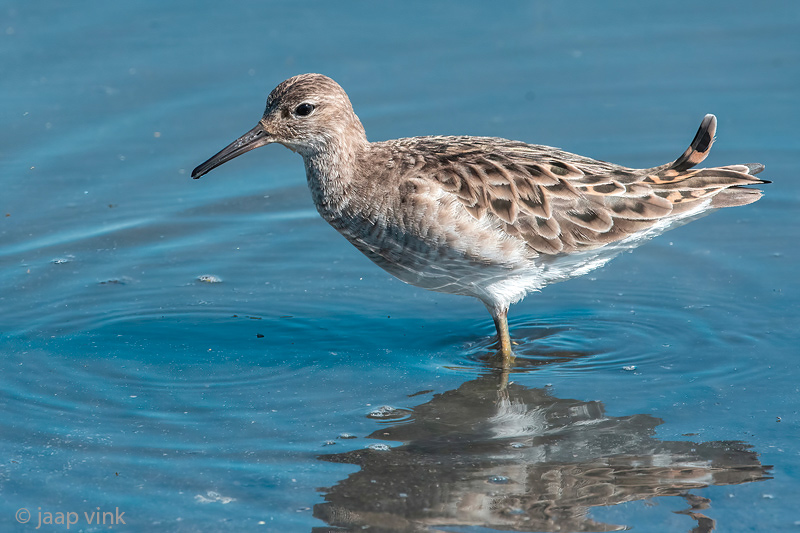 Ruff - Kemphaan - Calidris pugnax