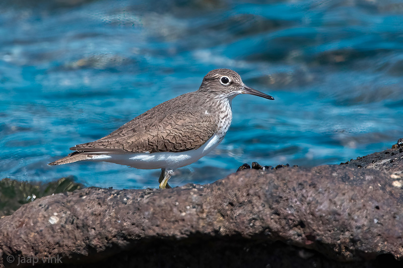 Common Sandpiper - Oeverloper - Actitis hypoleucos