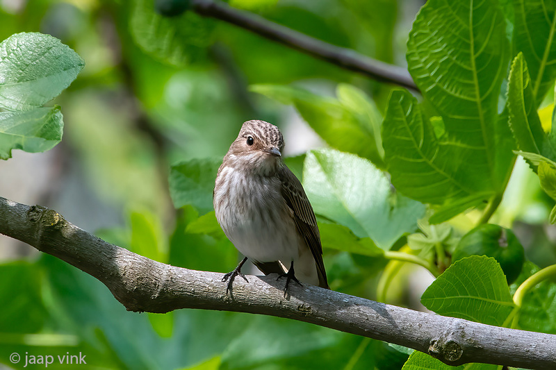 Spotted Flycatcher - Grauwe Vliegenvanger - Muscicapa striata