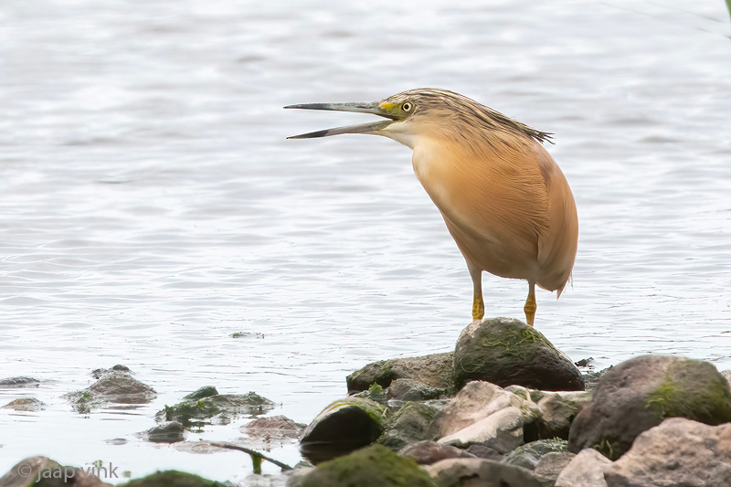 Squacco Heron - Ralreiger - Ardeola ralloides