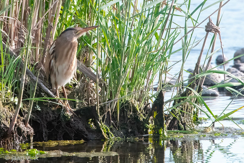 Little Bittern - Woudaap - Ixobrychus minutus
