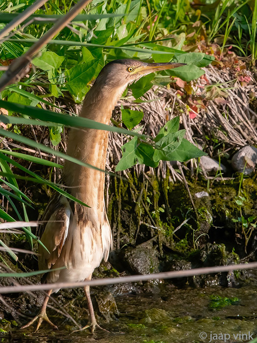 Little Bittern - Woudaap - Ixobrychus minutus