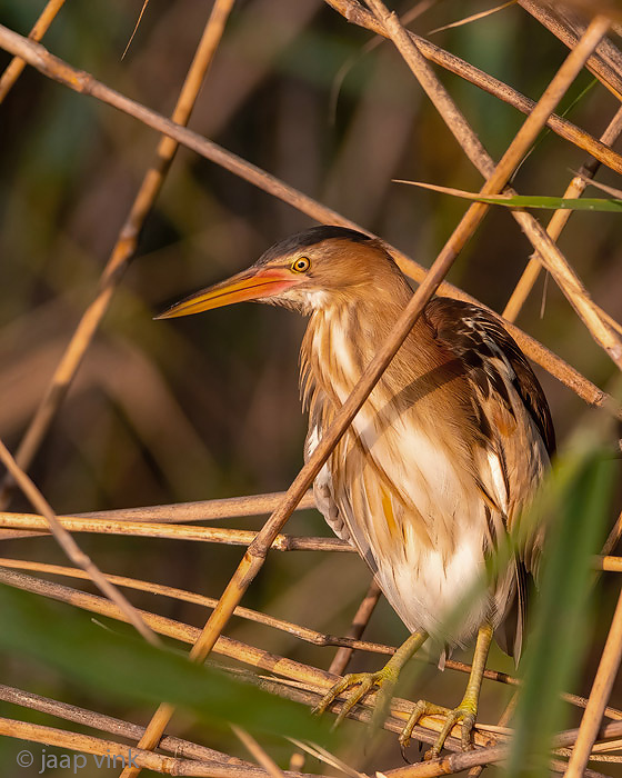 Little Bittern - Woudaap - Ixobrychus minutus