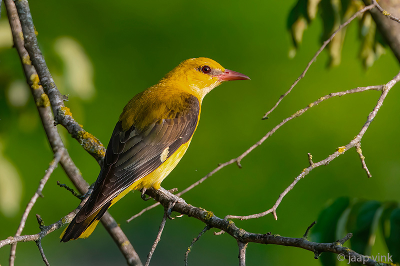 Eurasian Golden Oriole - Wielewaal - Oriolus oriolus