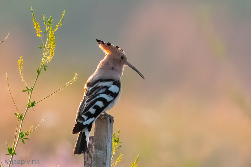 Eurasian Hoopoe - Hop - Upupa epops