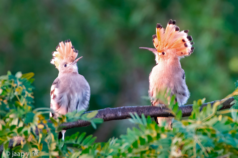 Eurasian Hoopoe - Hop - Upupa epops