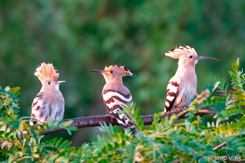 Eurasian Hoopoe - Hop - Upupa epops