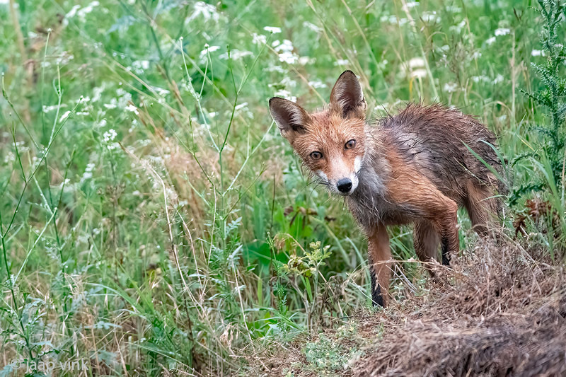 Red Fox - Vos - Vulpes vulpes