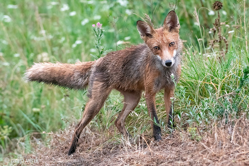 Red Fox - Vos - Vulpes vulpes