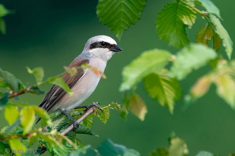 Red-backed Shrike - Grauwe Klauwier - Lanius collurio