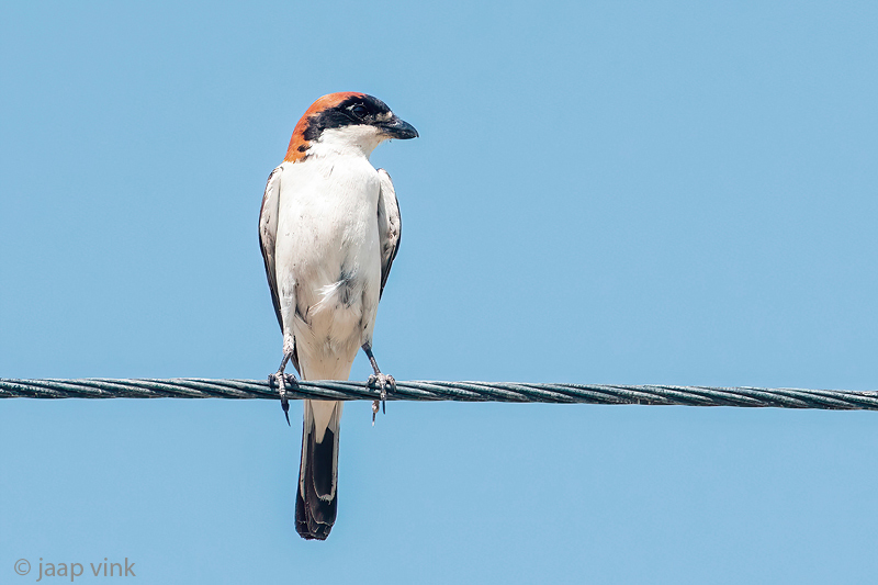 Woodchat Shrike - Roodkopklauwier - Lanius senator