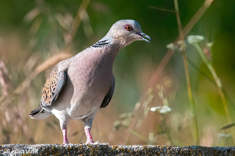 European Turtle Dove - Zomertortel - Streptopelia turtur