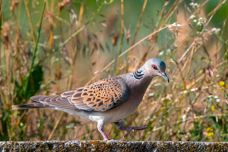 European Turtle Dove - Zomertortel - Streptopelia turtur
