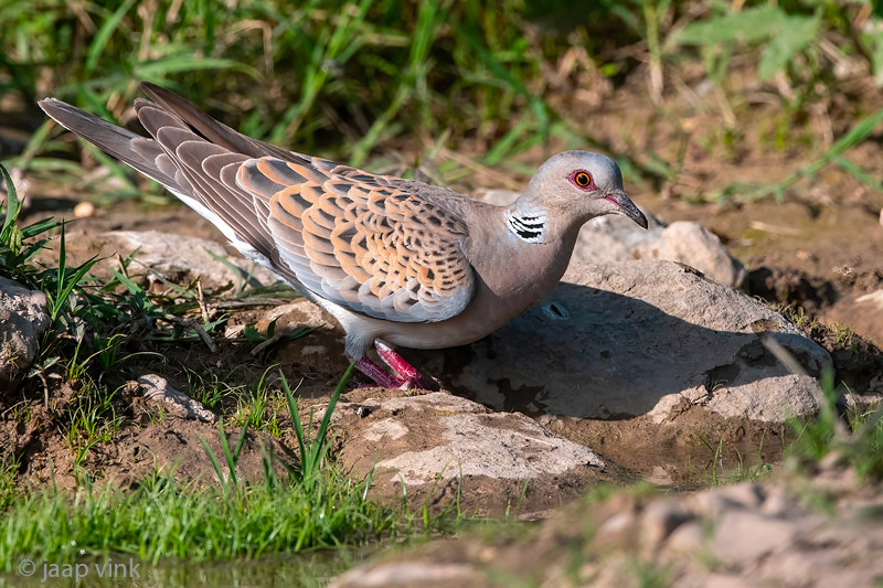 European Turtle Dove - Zomertortel - Streptopelia turtur