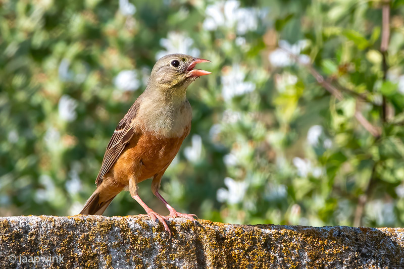 Ortolan Bunting - Ortolaan - Emberiza hortulana