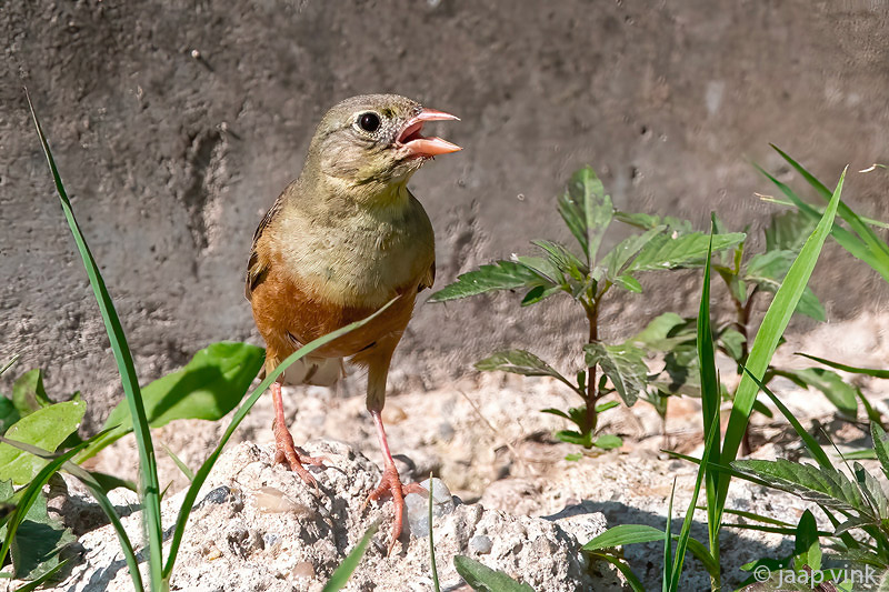 Ortolan Bunting - Ortolaan - Emberiza hortulana