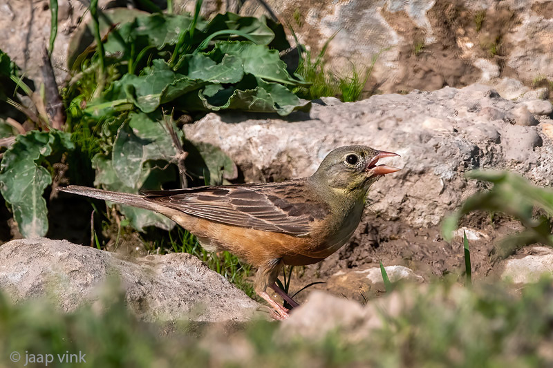 Ortolan Bunting - Ortolaan - Emberiza hortulana