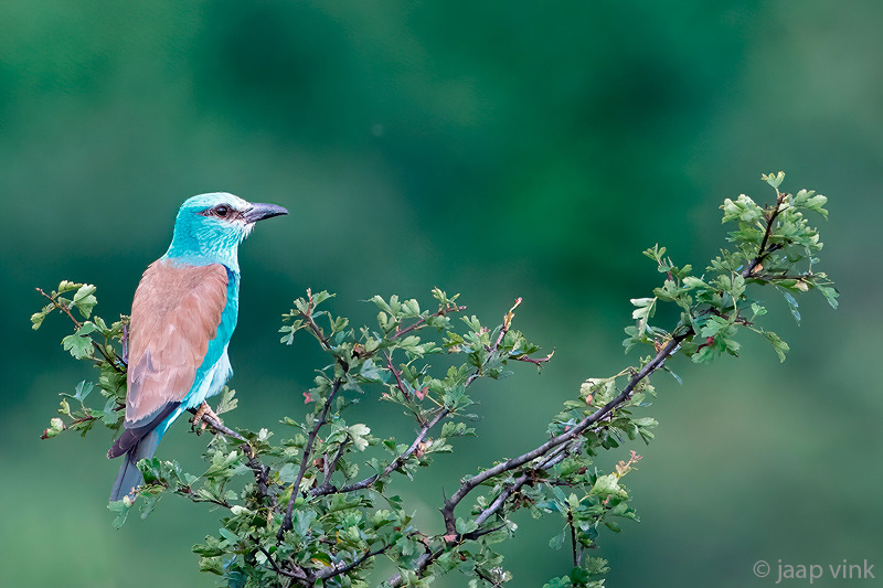 European Roller - Scharrelaar - Coracias garrulus