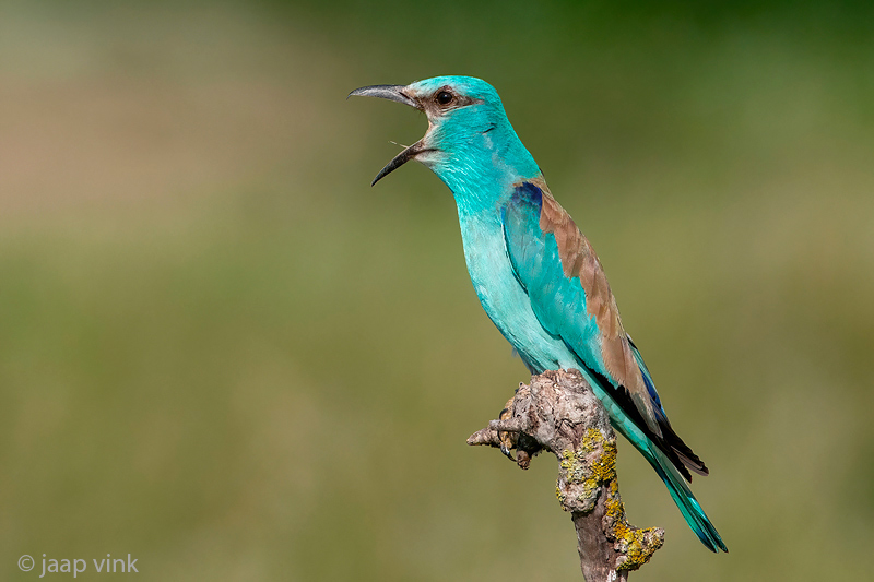 European Roller - Scharrelaar - Coracias garrulus