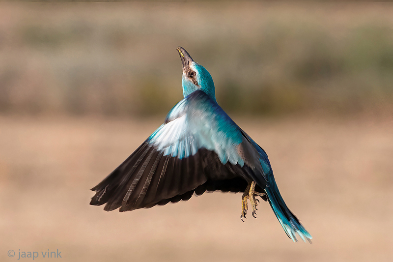 European Roller - Scharrelaar - Coracias garrulus