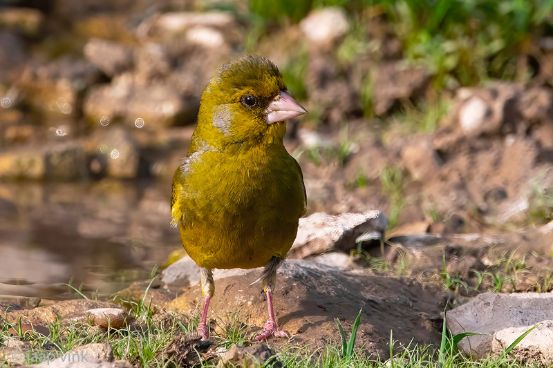 European Greenfinch - Groenling - Chloris chloris
