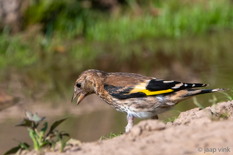 European Goldfinch - Putter - Carduelis carduelis