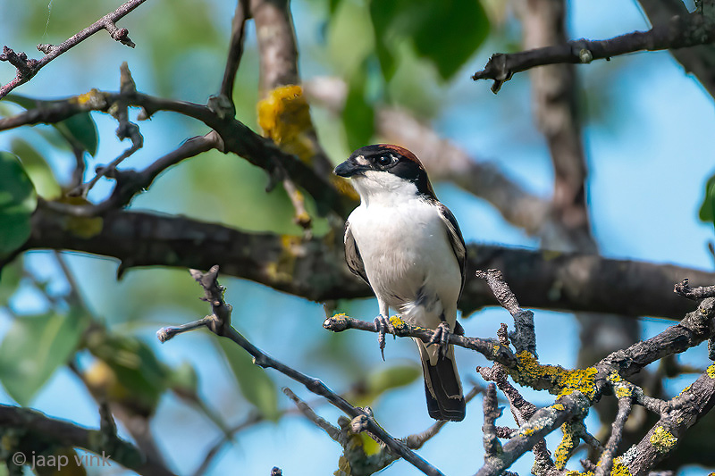 Woodchat Shrike - Roodkopklauwier - Lanius senator